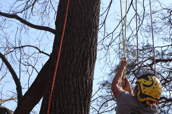 Tree Work 101: Getting Started in Arboriculture - Department of Forestry