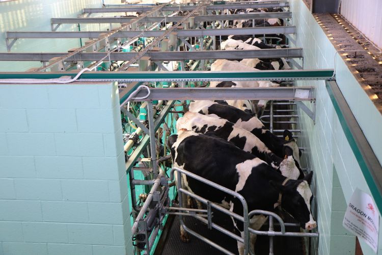 Dairy cows lined up in parlor.