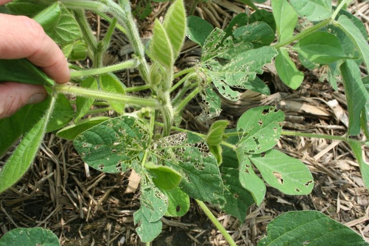 Typical slug foliar feeding in soybean.