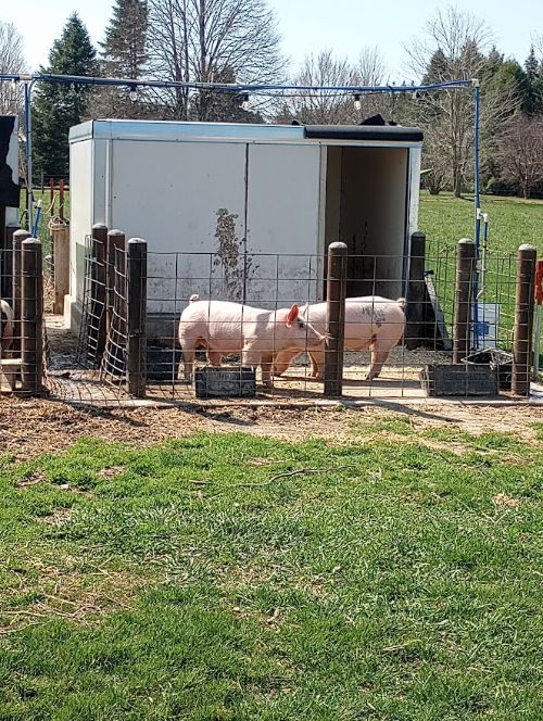 two pigs in an enclosure