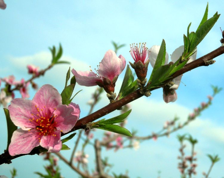 Peach bloom near Coloma, Michigan, showing open blossoms, fruit in the shuck after petal fall, and new shoot growth. Photo credit: Mark Longstroth, MSU Extension