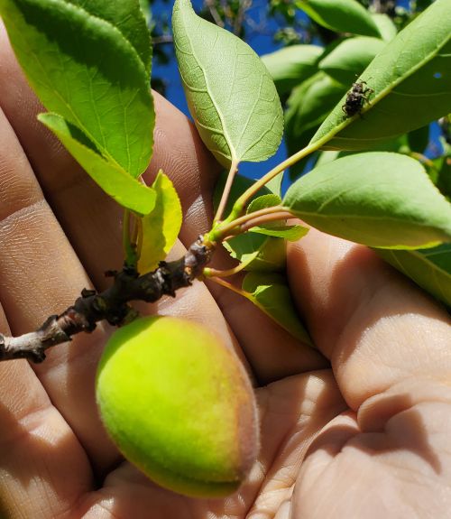 Apricot at 1 inch in size.