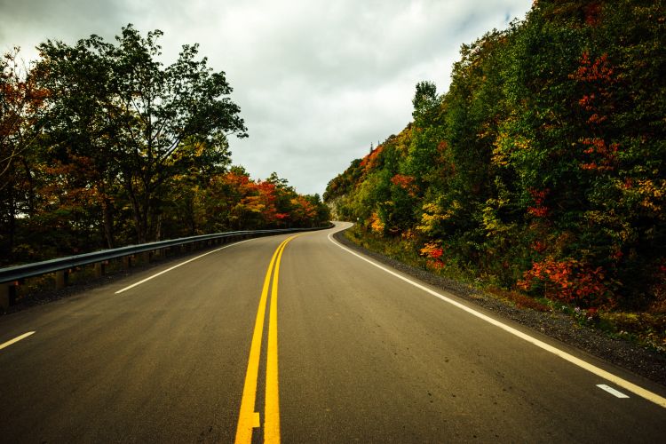 Windy road with trees changing colors lining it.