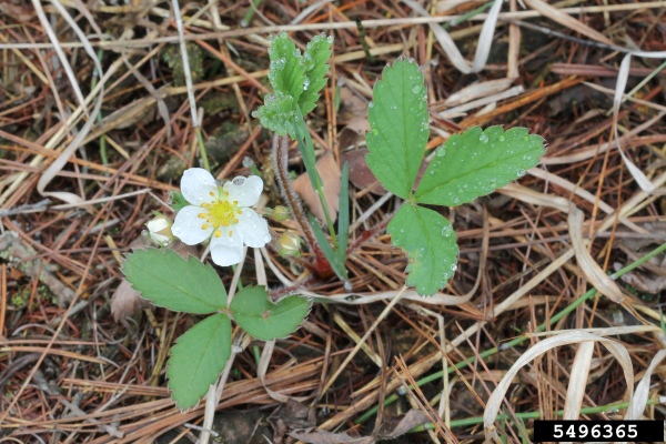 Wild strawberry, Virigina strawberry