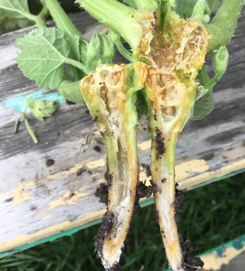Squash vine borer damage on zucchini. All photos by Flint Ingredient Company.