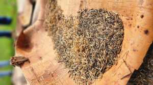 #PlantsGiving: Bringing plant relatives back into view – Michigan State University