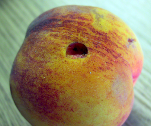 Adults eat holes in ripe fruit.