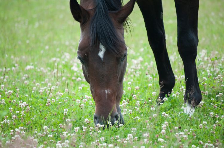 Horse grazing on clover.