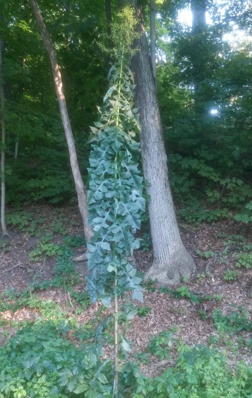 Wild lettuce plant, specifically blue lettuce. Photos by Pat Hohl