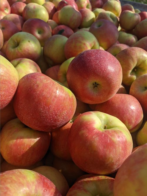 red apples in a pile