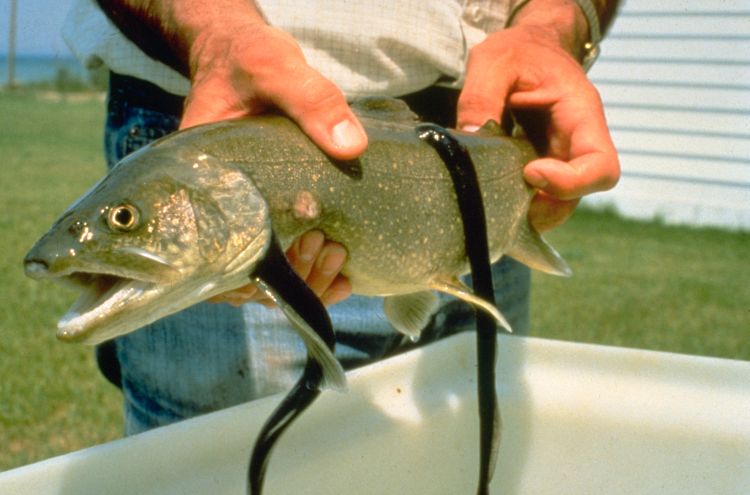 Sea lamprey feeding on lake trout | Great Lakes Fishery Commission