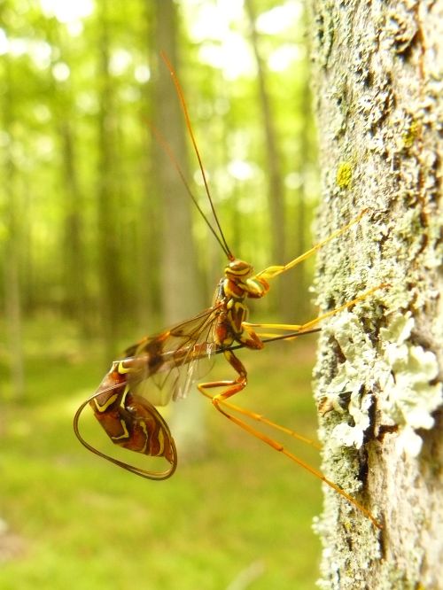 A colorful Ichneumonid wasp deposits her eggs in or near larvae inside a drought-stressed tree.