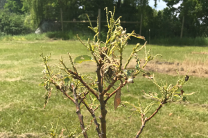 Michigan chestnut crop report for the week of July 18, 2022