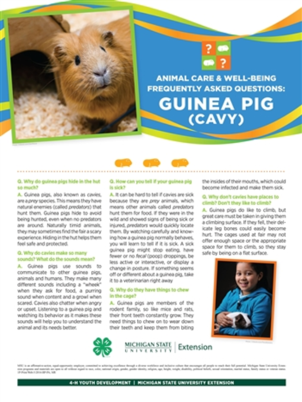 Guinea pig poster.