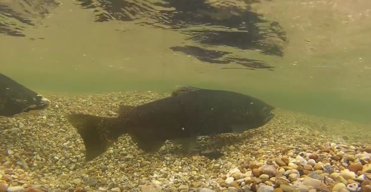 A salmon swims underwater.