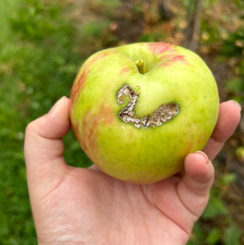 An apple with leafroller feeding damage.