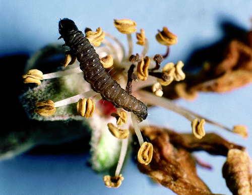  Chocolate-brown larva has a black head and thoracic shield. 