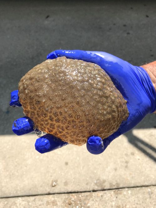This alien-looking blob was found attached to a pontoon boat.