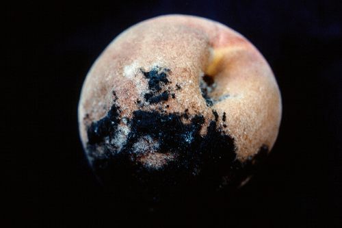 Rotted fruit appears similar to brown rot, but is slightly darker.