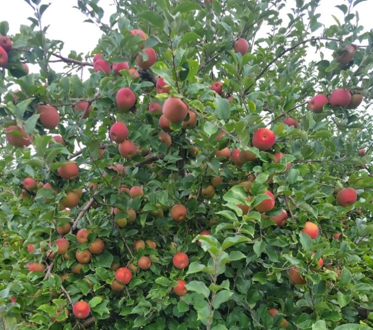 An Evercrisp apple tree with mature apples hanging from it.
