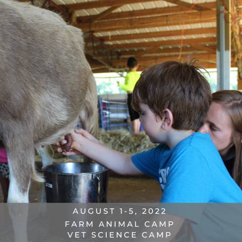 Young camper milking a goat.