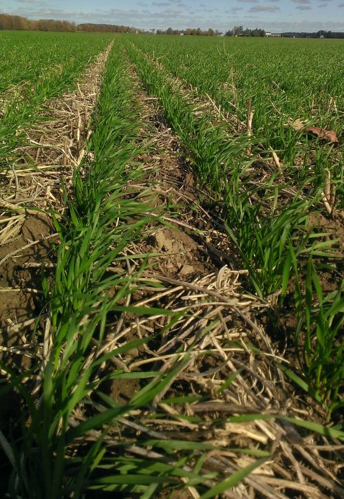 Uniform stands of timely-planted wheat bodes well for achieving profitable yields.