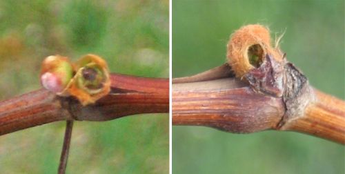 Comparison of the bud damage caused by grape cutworm (left) and flea beetle (right)