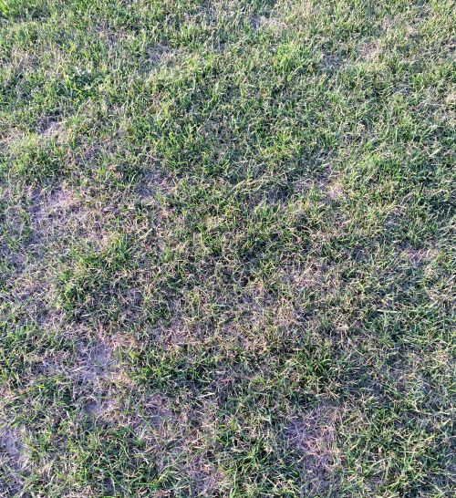 Spotty turfgrass recovery following drought.