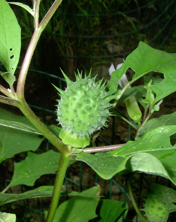 jimsonweed plant