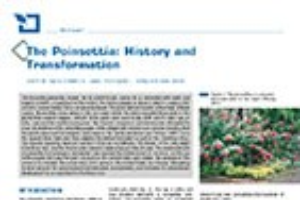 The Poinsettia: history and transformation