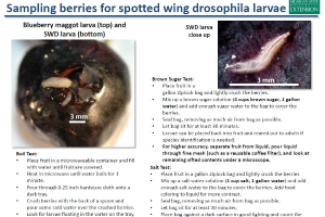 Sampling berries for spotted wing drosophila larvae