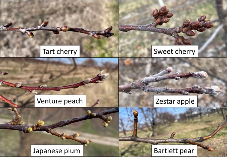 Stage of tree phenology for apple, peach, cherry, plum and pear