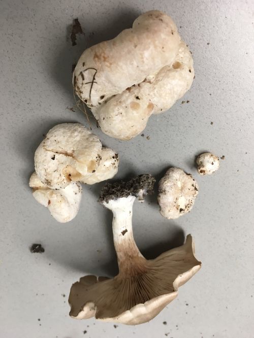 Entoloma abortivum, showing various ‘aborted’ and one non-aborted mushroom.