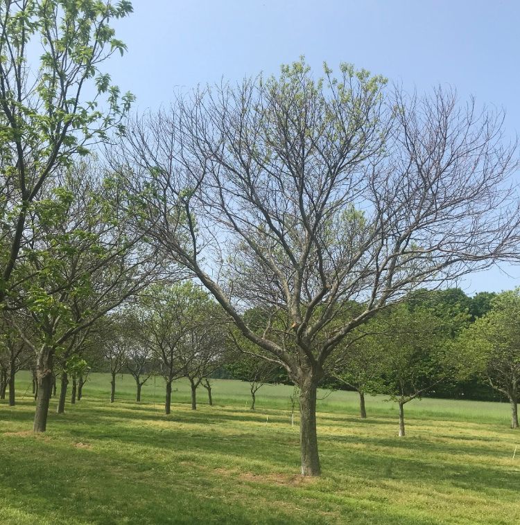 Well established chestnut with winter damage.