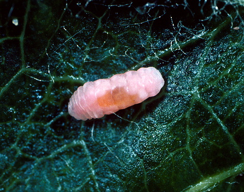  Larva is a yellow-white maggot with a reddish tinge. 