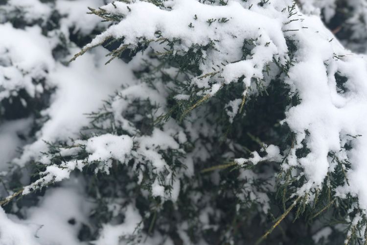 snow on bushes in winter