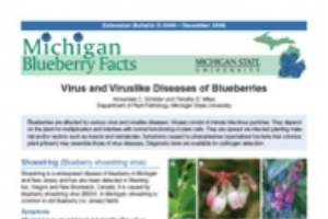 Michigan Blueberry Facts: Virus and Viruslike Diseases of Blueberries (E3048)