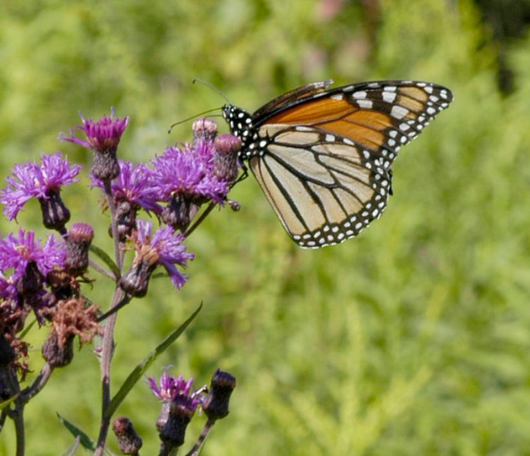 Monarch nectaring on ironweed, Veronia spp. Photo: Duke Elsner, MSU Extension.