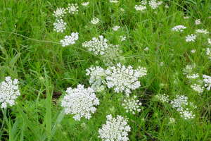 Controlling wild carrot in hay fields and pastures