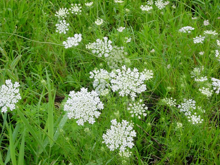 Wild carrot infestation. Photo credit: Chris Evans, Illinois Wildlife Action Plan, Bugwood.org