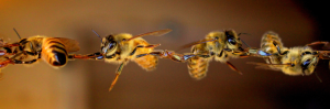 Turning your beekeeping hobby into a business - Webinar