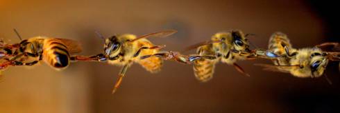 Photo of honey bees festooning