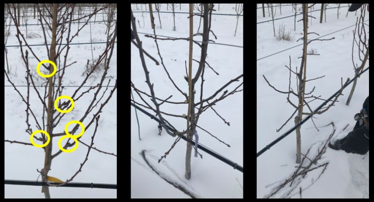 A series of photos showing apple tree limbs being pruned.