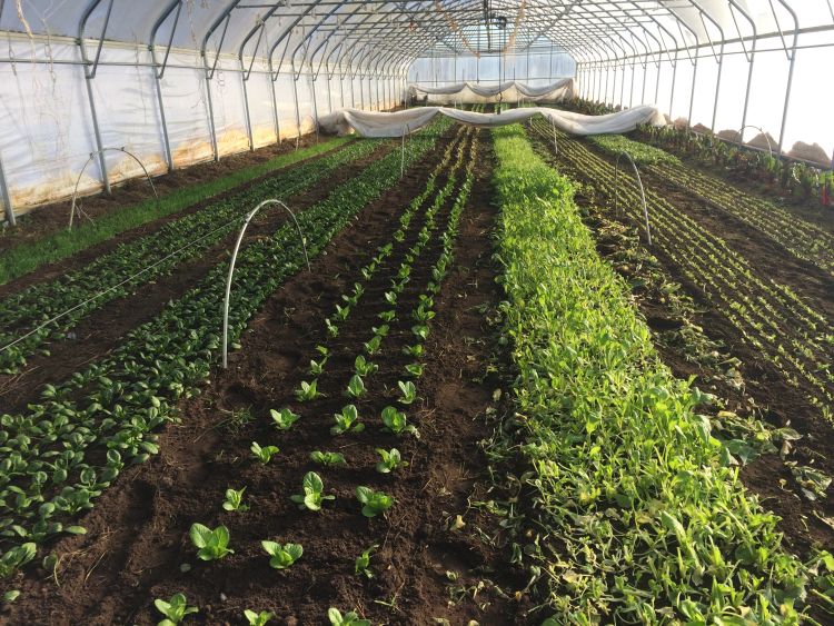 Northern Michigan hoop house in winter, including both winter harvested and overwintered crops. | Photo by Collin Thompson, MSU Extension