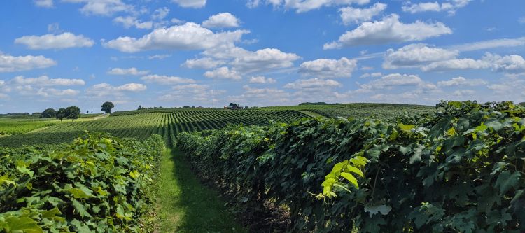 A grape vineyard.