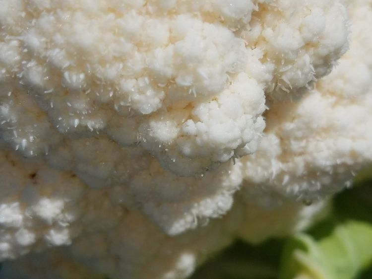 Cauliflower curd