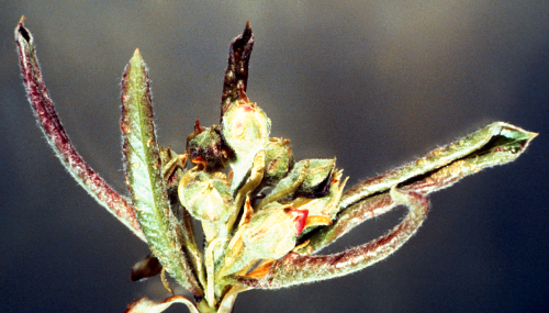  Damaged leaves may curl. 