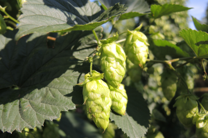 Hop research open house scheduled for July 13 at MSU