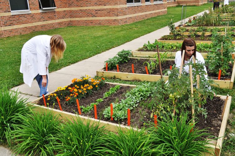 If you have a flower or vegetable garden, you can turn a potential disaster into a teachable moment about science. Photo credit: ANR Communications | MSU Extension