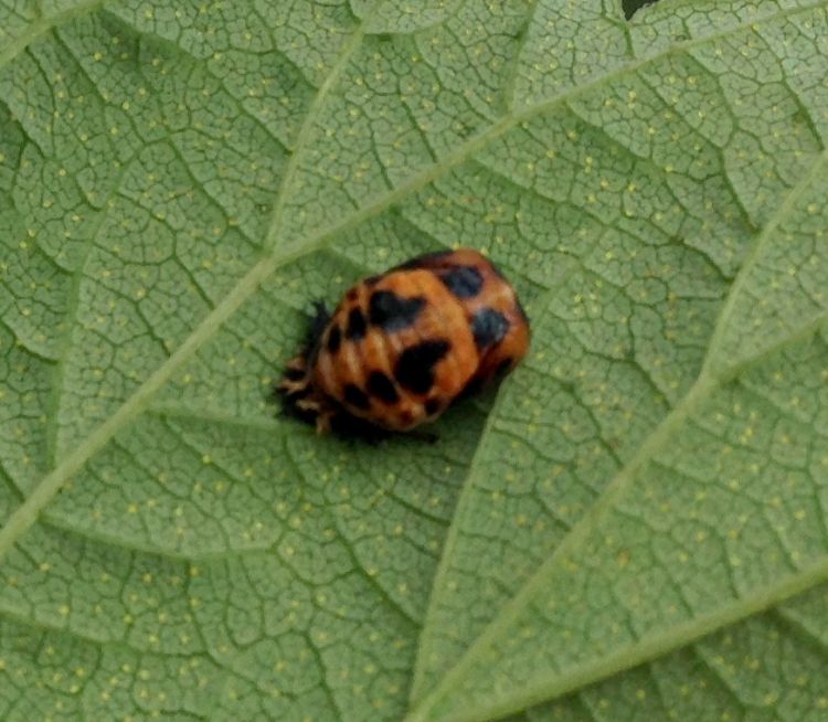 Lady bug pupa on a hop leaf. Photo by Erin Lizotte, MSU Extension